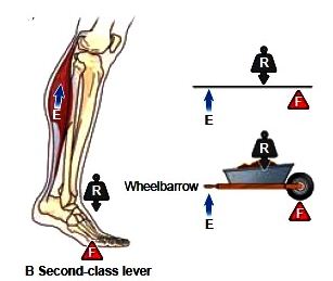 Standing on toes acts as a second class lever - showing similarity with a wheelbarrow