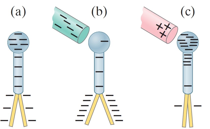 fig 4: polarity of charge identification with electroscope