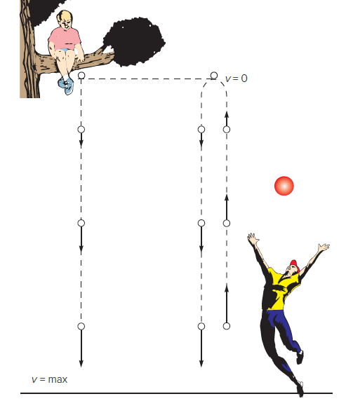Figure 1: Motion of a vertical projectile - On its way up, a vertical projectile is slowed by the
force of gravity until an instantaneous stop; then it accelerates back to
the surface, just as another ball does when dropped from the same
height. The straight up and down moving ball has been moved to the
side in the sketch so we can see more clearly what is happening. Note that the falling ball has the same speed in the opposite direction that it had on the way up.