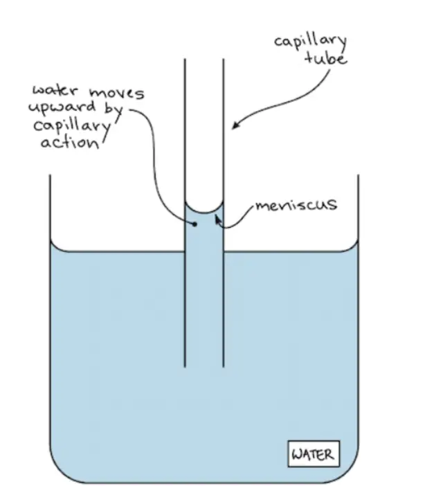 capillary action, water moves upward by capillary action & creation of meniscus
