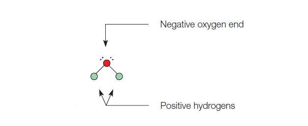 figure 1: Water molecule. The water molecule is polar, with centers of positive and negative charges.