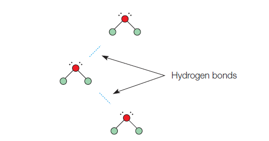 figure 2: Hydrogen bonds. Attractions between the positive and negative centers establish hydrogen bonds between adjacent molecules.