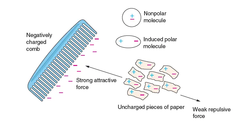 Figure 1: Polarization of Charge - When a negatively charged comb is brought near small pieces of paper, the paper molecules are polarized with definite regions of charge, giving rise to a net attractive force. As a result, the bits of paper are attracted to and cling to the comb.