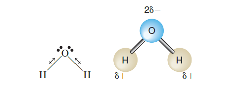 water molecules are polar