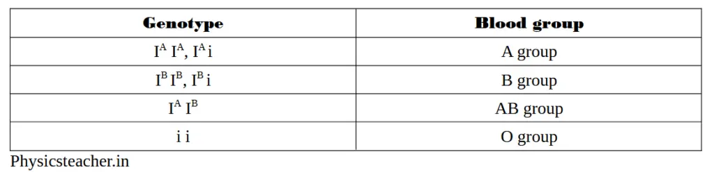 genotypes and phenotypes (in ABO blood groups) 