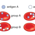 Alleles and Genotypes for human blood groups - multiple allelism in ABO