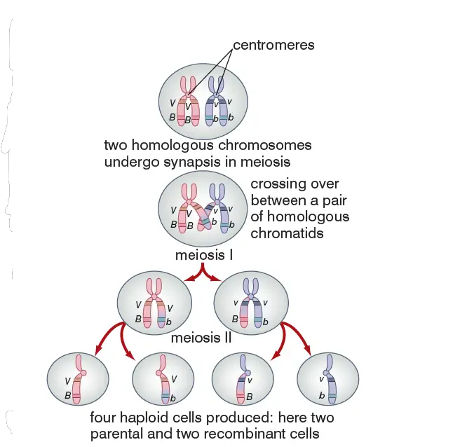 An overview of meiosis - Chromosomes during meiosis divisions - behavior and steps
