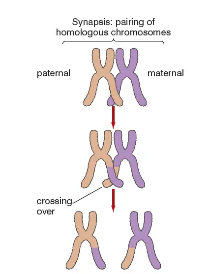 figure 2: Crossing Over - Chromosomes during meiosis divisions - behavior and steps